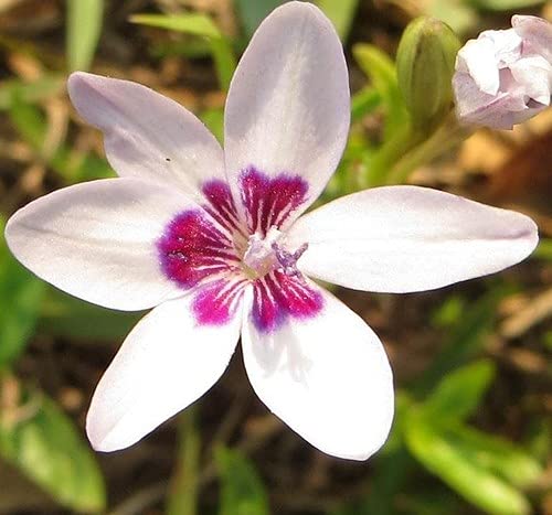 Plant World Seeds - Freesia Laxa Azurea Seeds