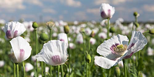 Earthcare Seeds Giant Poppy 500 Seeds (Papaver Somniferum Giganteum) Heirloom - Open Pollinated #TOP5