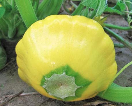 "Yellow Bush Scallop" Summer Squash Seeds For Planting, 30+ Heirloom Seeds Per Packet, (Isla's Garden Seeds), Non Gmo Seeds, Botanical Name: Cucurbita Pepo Var. Clypeata, Great Home Garden Gift #TOP5