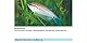 sera med Professional Nematol 10 ml - Arzneimittel für Fische gegen Fräskopfwürmer, Haarwürmer und andere Nematoden, Medizin fürs Aquarium