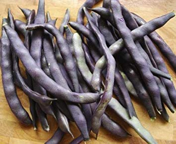 100+ Non-GMO New Royal Burgundy Bush Green Bean Seeds: Seeds Only