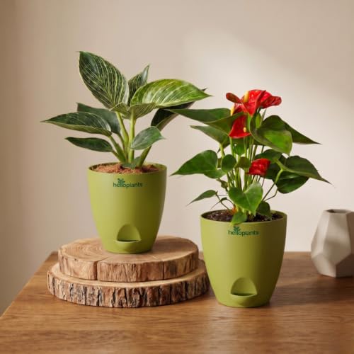 Image of Philodendron Birkin & Anthurium Live Indoor 2-Plant Combo in 4-Inch Self-Watering Matte Green Pots | Exotic Designer Houseplants for Luxury Home, Living Room & Office Decor
