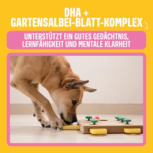 ivvi Trainingssnacks für Hunde – 73% Lachs, Omega-3 & Salbei-Komplex – Unterstützt Gedächtnis & Konzentration – Proteinreich, kalorienarm, ohne künstliche Zusätze