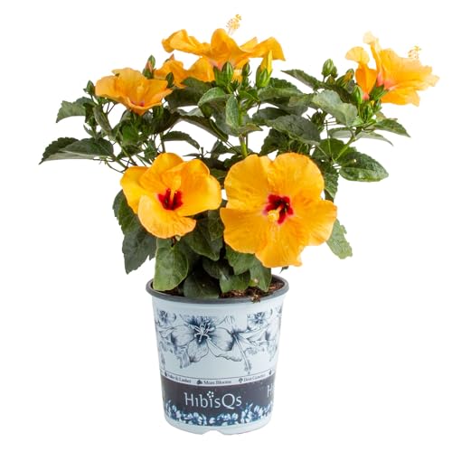 Costa Farms Premium Hibiscus Outdoor Flowering Plant in 3QT Grower