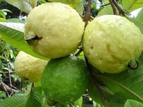 M-Technologies Rare Red Psidium Guajava, Guava Fruit Live Plants 3 Bare-Root Plant