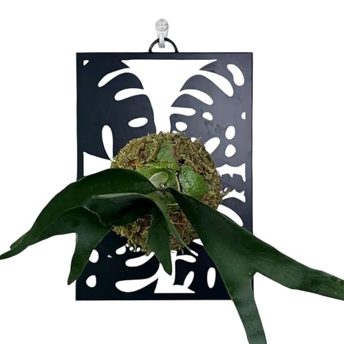Generisch Soporte de pared para plantas y macetas - Caja de flores decorativa pared de presentación | Tabla de montaje para plantas, para alféizar de ventana, terraza, entrada, sala de estar, interior