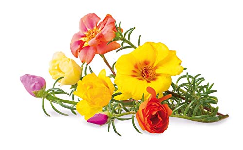 Click & Grow navulling Moss Rose Refill 3-Pack