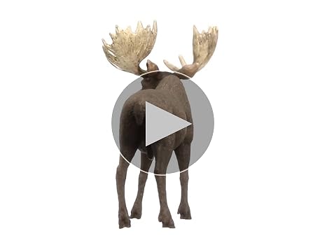 schleich シュライヒ フィギュア 動物 ワシミミズク ヘラジカ schleich シュライヒ フィギュア 動物 ワシミミズク ヘラジカ