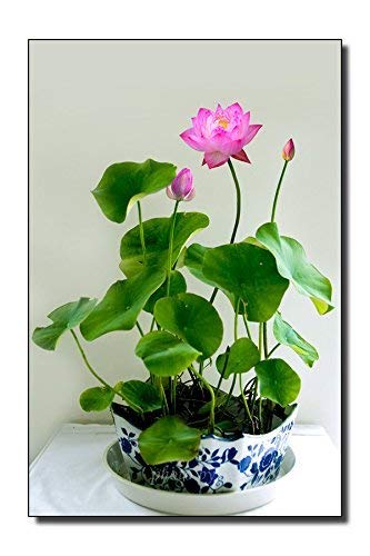 M-Tech Gardens Exotic Aquatic Lotus Flower Seeds (Pink Dwarf 20 Seeds Pack) (B07GZK2MZB) Amazon Price History, Amazon Price Tracker