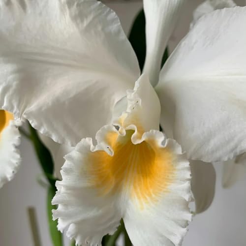 cattleya orchidee bodendecker winterhart mehrjährig cattleya orchideen...