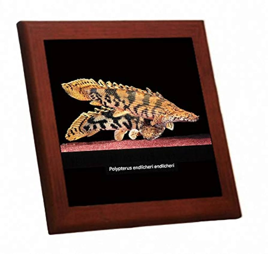 Amazon.co.jp: ポリプテルス・エンドリケリー・エンドリケリー