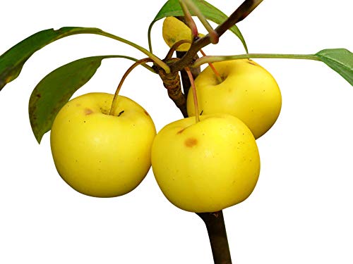 Holzapfel/Wildapfel (Malus sylvestris) 20 Samen -Winterhart- Baum des Jahres 2013