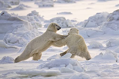 Antarctic. a tribute to life in the polar regions