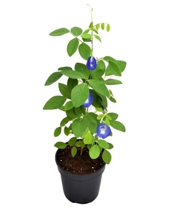 Image of Aparajita Live Plant with Pot, Pink