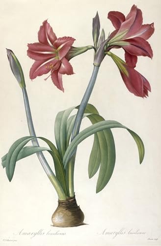 Affiche Amaryllis Brasiliensis Pierre Redouté impression sur toile 60x90cm