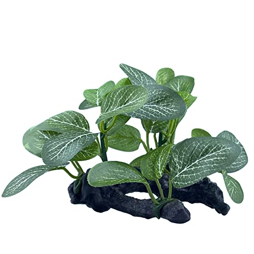 Top 10 Best Fake Plants For Betta Onsite Oil Field