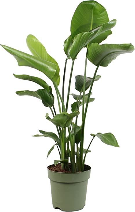 Strelitzia Augusta Natural Planta de Interior Perfecta para Decorar la Casa