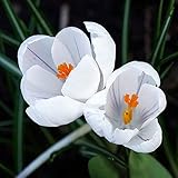 5 piezas Bulbos de azafrán exótico exótico increíble flor blanca que florece en otoño adecuado para las especias fácil de manejar disfruta de la plantación divertida