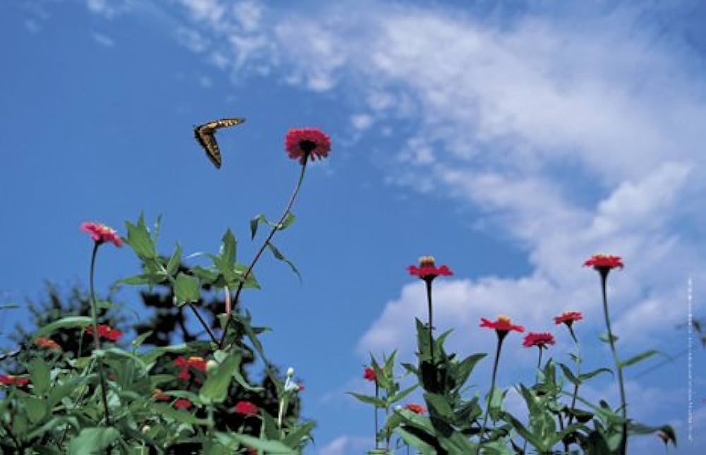 Amazon.co.jp: 風の旅人 vol.23 : 本