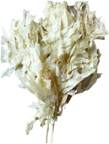 Miniatura 9 de Hojas de roble secas preservadas, 24 x 16 pulgadas, 3-5 ramas. Hojas secas de otoño conservadas, arreglo seco para decoración del hogar (manojo de 1