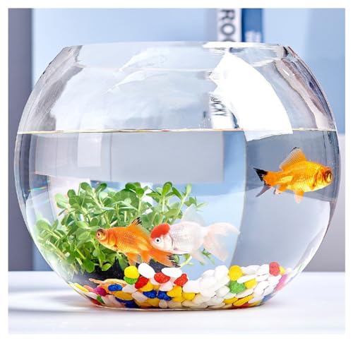 ガラス 金魚鉢 メダカ」の人気商品一覧 | 安い商品を通販サイトから