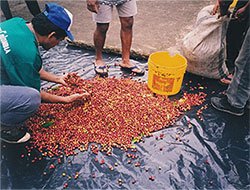 パオコーヒー コロンビア・スプレモ 1kg