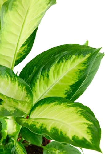 Shop Succulents Dieffenbachia Camille, Live Indoor Plant, Low Maintenance Tropical Houseplant with Attractive Variegated Leaves, Ideal for Home Decor, Office, and Room Enhancement, 6 Inch Nursery Pot Shop Succulents Dieffenbachia Camille, Live Indoor Plant, Low Maintenance Tropical Houseplant with Attractive Variegated Leaves, Ideal for Home Decor, Office, and Room Enhancement, 6 Inch Nursery Pot