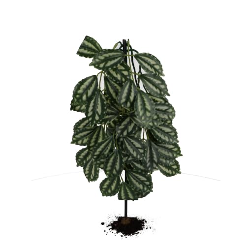 ProRep Silk Watermelon Peperomia Hanging Plant 70cm | Reptile Plants for Vivariums | Terrariums & Accessories for Reptiles | Artificial Exotic Foliage | Tropical Plants