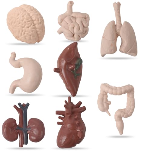 Image of Miniature Body Parts Mini Human Body Models, 3D Body Parts Set 8pcs Anatomy and Physiology Tools