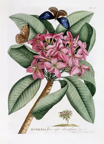Toile Plumeria Georg Dionysius Ehrlich pour la décoration de votre salon