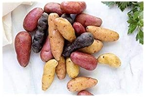 Fingerling Potato Seed Mix: The Key to a Thriving Homegrown Garden