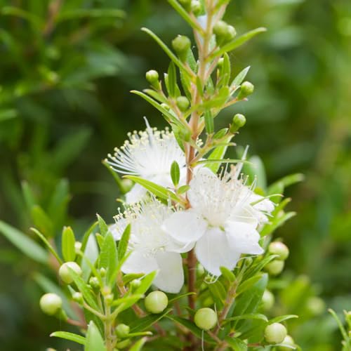 Aceite Esencial Orgánico Myrtle Green 5ml miniatura 2