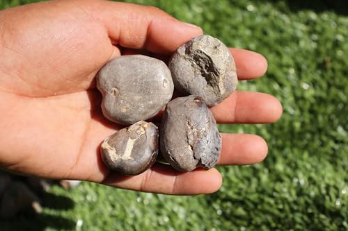 Image of Amazing Marine Fossil Collection: 4 Fossilized Sea Urchins and 6 Authentic Brachiopods, Perfect for Collectors and Natural Decor A168