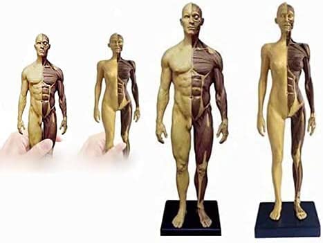 Amazon.co.jp: 人体模型 人体モデル 男性と女性 1セット 11インチ 約