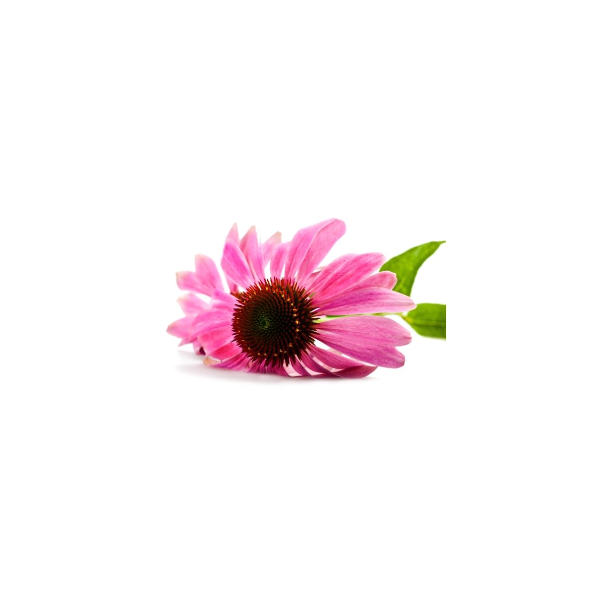 Tisane Echinacée Echinacea - Racine coupée - 500g