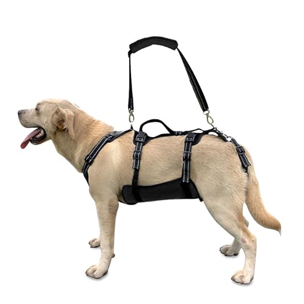 Coodeo Dog Lift Harness, Support & Recovery Sling, Pet Rehabilitation Lifts Vest Adjustable Breathable Straps for Old, Disabled, Joint Injuries, Arthritis, Paralysis Dogs Walk (Black,XL) by Coodeo - Used condition - US$39.42