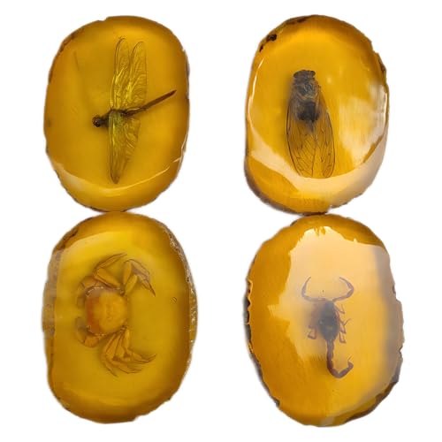 DRXRD Insecto Ámbar Espécimen Conjunto de 4, Artificial Ámbar Insecto Fósil, Resina Taxidermia Decoración Piedra, para la Educación Científica, Colección y Pisapapeles