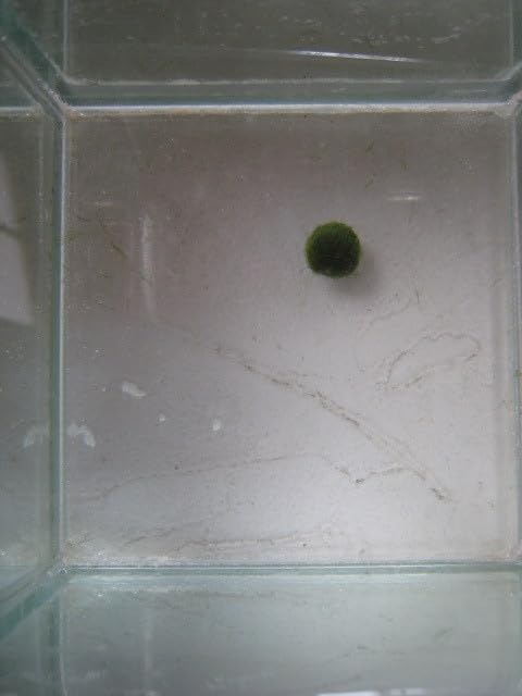 Amazon.co.jp: まりも Sサイズ 2個 直径約1cm マリモ 毬藻 植物 藻