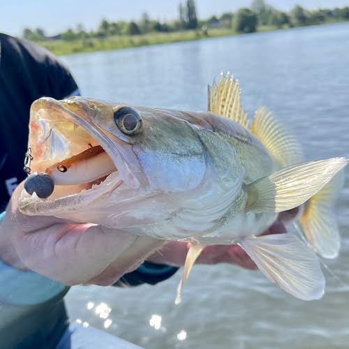 Foto von Zanderfang - Gummifisch Box Gummifische mit Jigkopf zum Zanderangeln mit Gummifisch - 30 Zander Gummifische in 6 Farben in 9,5 cm - 16 Jigköpfe Größe 2/0: 5-20 Gramm + 10 Einhänger (Snaps)