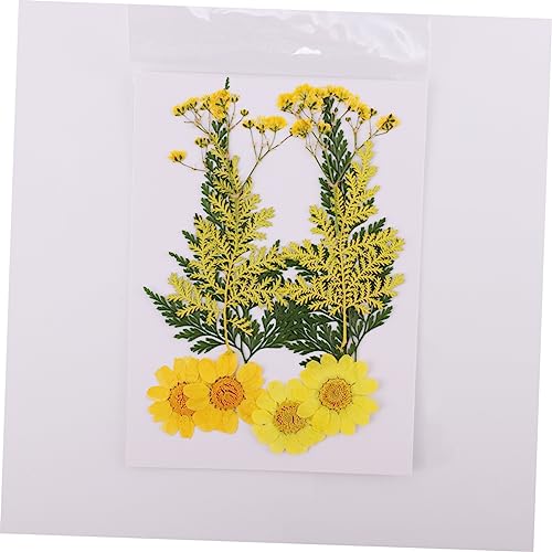 SEWACC 6 Folhas 20 Unidades Flores Secas à Mão Enfeites De Artesanato Flor Seca De Resina Epóxi Flor