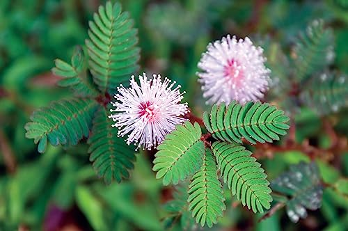 Sensitive Plant Seeds For Planting - Exotic Flower Seeds - Mimosa Pudica Seeds Aka Moving Plant, Shy Plant, Shameful Plant, Touch-Me-Not - By Rdr Seeds #TOP5
