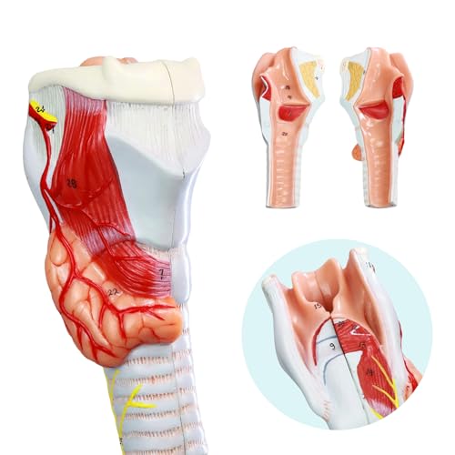 Image of Life Size Human Larynx Trachea and Bronchi Model, 3 Part Human Respiratory System Anatomical Model Larynx Trachea and Tree Model Laryngeal Anatomical Model for Medical Teaching Study with Poster