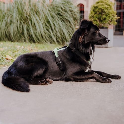 Hey Lana Hundegeschirr Handmade, 5-Fach verstellbar & wasserfest, Made in Germany, kleine bis sehr große Hunde, Führgeschirr Brustgeschirr Führungsgeschirr Training (M, schwarz/Mint)