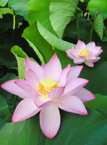 12 Graines de Lotus Sacré (Nelumbo nucifera) – Plante Aquatique Ornementale – Fleur Exotique pour Bassins, Étangs et Pots Aquatiques