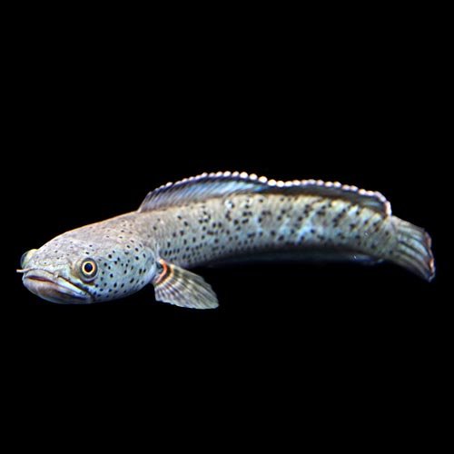 Amazon | (熱帯魚)ブルームーンギャラクシースネークヘッド(約18cm