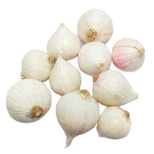 RootBloom® Desi Medicinal Single Clove Garlic Ek Pothi Lahsun Gralic Bulb 400 Gm (Corrugated Box Packaging) (B0CL3B5R2Z) Amazon Price History, Amazon Price Tracker