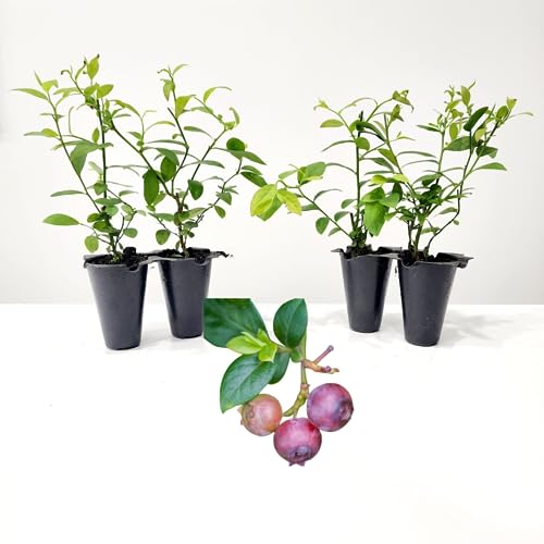 Blueberry Plant Pink Lemonade Live for Sale (4 Pack) | Easy to Grow Plants | Edible Fruit Plant for Sustainable Living | Grow Your own Food on Your Edible Organic Garden| Live for Planting| No Seeds