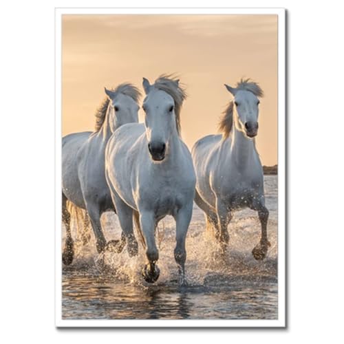 Poster chevaux sauvages encadré tableau mural 50x70 cm