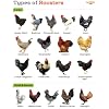 Farmalab B12 5500 Plus for Rooster Chicken Hens Poultry Gamefowl Plus para Gallos Gallinas Pollos Aves de Corral