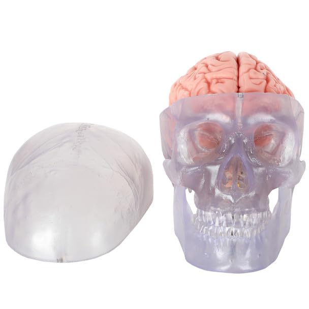 Axis Scientific 3-Part Life-Size Clear Human Skull with 8-Part Brain - Detailed Articulated Translucent Anatomy Model for Neurologists and Medical Students - Durable and Realistic